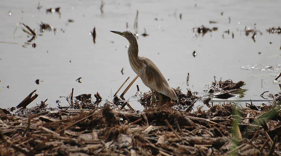 Bird Watching Tour in Aswan